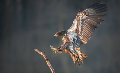 White tailed eagle (Haliaeetus albicilla)
