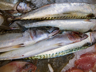 fresh fish on ice, makrill, åre. jämtland, sweden, sverige, norrland