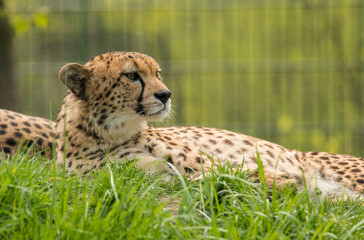 cheetah resting in the grass