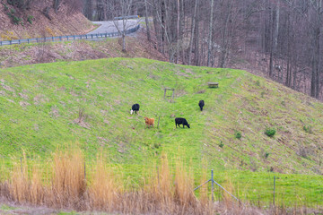 Smoky Mountains near Asheville, North Carolina at Tennessee border at winter or spring with field meadow and cows grazing on rural farm hill