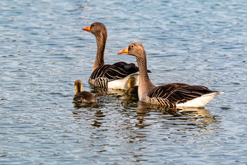 Kanadagansfamilie im Wasser