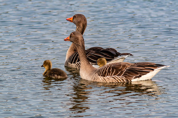 G&auml;nse mit K&uuml;ken