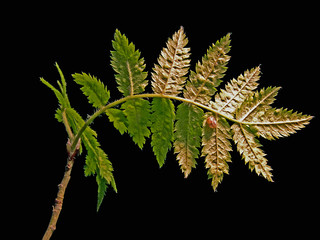 branch of a tree with leafs, åre. jämtland, sweden, sverige, norrland