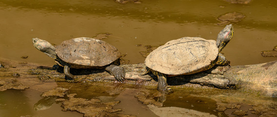 Fototapeta premium two red eared slider (trachemys scripta elegans) turtle on a log in water