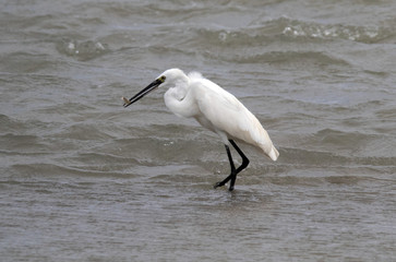Silberreiher beim Fischen (Andalusien, Spain)