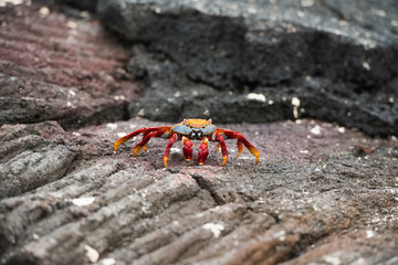 Galapagos Islands Wildlife Landscapes