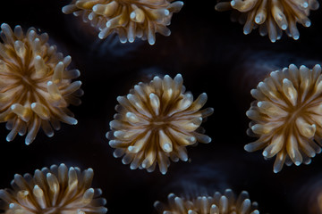 Detail of the polyps of a star coral, Galaxea fascicularis, growing on a coral reef in Indonesia....