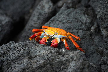 Galapagos Islands Wildlife Landscapes