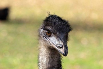 Strau&szlig; Portrait