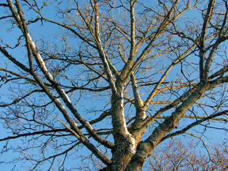 tree in spring, åre. jämtland, sweden, sverige, norrland, nacka