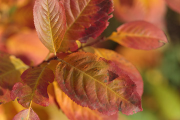 Texture made of multicolored leaves. Autumn composition.