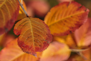 Texture made of multicolored leaves. Autumn composition.