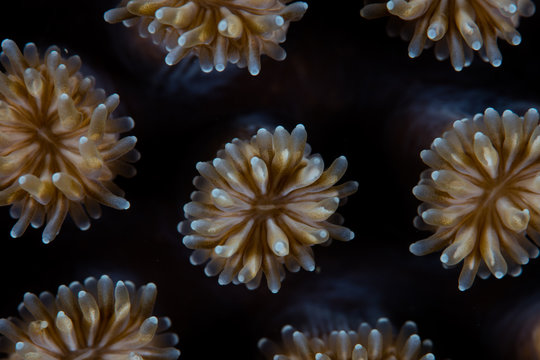 Detail of the polyps of a star coral, Galaxea fascicularis, growing on a coral reef in Indonesia. Each coral polyp is an individual animal.