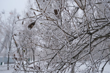 winter, birch branches covered with hoarfrost