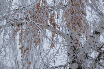 winter, birch branches covered with hoarfrost
