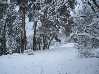 winter in the forest