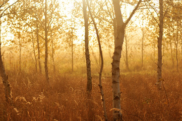 Autumn birch trees landscape