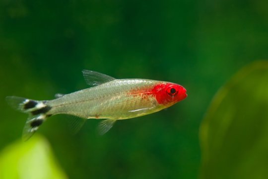 rummy-nose tetra, Hemigrammus rhodostomus, tender dwarf ornamental characin fish from Amazon river, Brazil, active and funny pet, easy to keep in nature aquarium