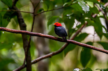 Bird photographed in Cariacica, Espirito Santo. Southeast of Brazil. Atlantic Forest Biome. Picture made in 2014.