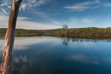 The Barossa Reservoir water supply with trees in the background and ducks in the foreground