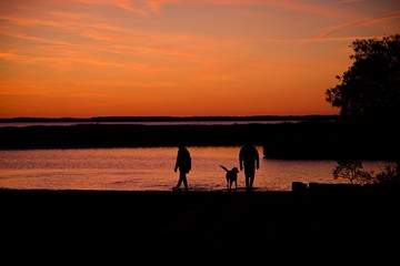 Fototapeta premium Sunset over Assateague Island over marshes, salt water bay with silhouette
