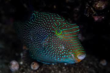 A striking Papuan toby, Canthigaster papua, hovers near a coral reef in Indonesia. This beautiful reef fish is common throughout the Indo-Pacific region.