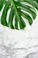 monastera philodendron leaf on marble background natural design background concept .
