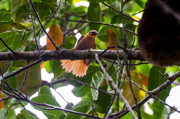 Bird photographed in Cariacica, Espirito Santo. Southeast of Brazil. Atlantic Forest Biome. Picture made in 2014.