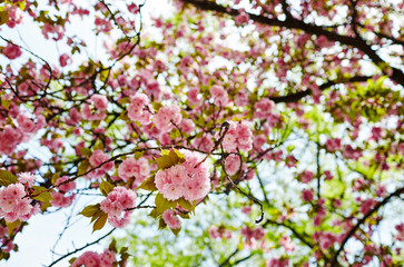 Fototapeta premium Beautiful cherry blossom. Fresh spring background on nature outdoors