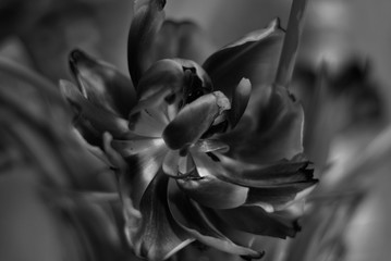 Abstract pattern of flowers. Black and white