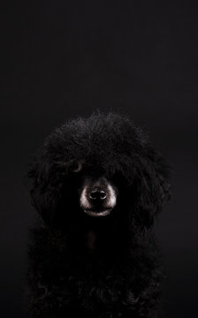 portrait of black poodle dog with white nose and afro hairstyle