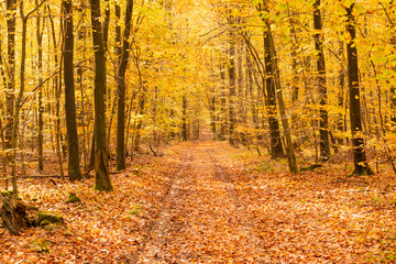 beech forest in autumn with its pretty golden colors