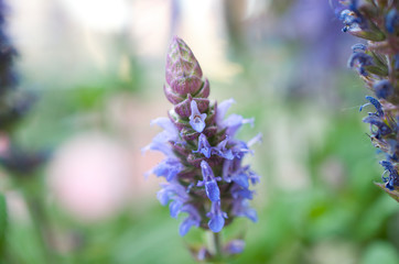 Fiori
