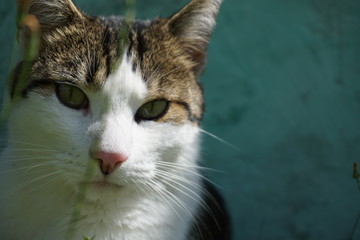 Kater vor blauer Wand