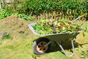 brouette de feuilles de taille ,et sécateur pour recyclage