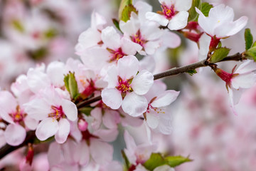 Fototapeta na wymiar Pink apricot flowers closeup on blurred background_