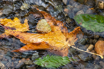 orange and green leaves under moving water