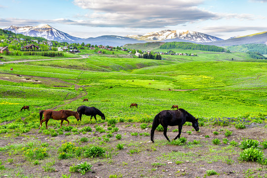 Horses grazing on trail by Crested Butte, Colorado alpine meadows on ranch by Snodgrass hiking path in summer with lush green grass