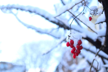 red berries on branch