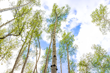 Fototapeta premium Aspen forest trees grove pattern in summer low angle view looking up at sky in Snodgrass trail in Mount Crested Butte, Colorado in National Forest park mountains