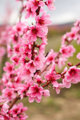 Spring. Blooming peach orchards, trees with beautiful pink flowers.