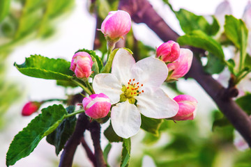 Flower of apple and  buds close up on blurred background in sunny weather_