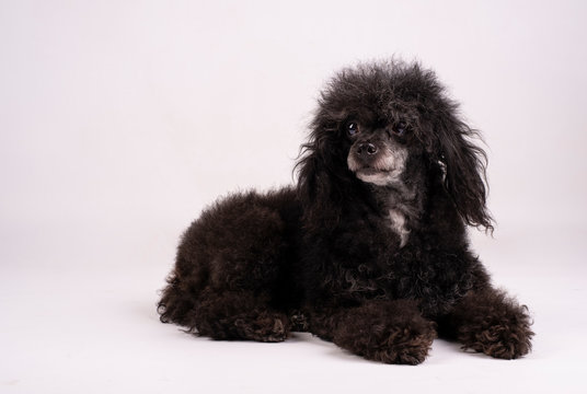black poodle dog sitting on the floor on a white background