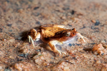 Frog photographed in Linhares and Sooretama, Espirito Santo. Southeast of Brazil. Atlantic Forest Biome. Picture made in 2014.