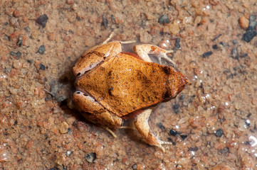 Frog photographed in Linhares and Sooretama, Espirito Santo. Southeast of Brazil. Atlantic Forest Biome. Picture made in 2014.