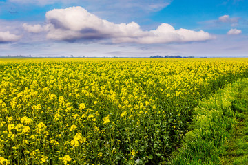Rape cultivation. Spacious yellow field during rapeseed flowering_