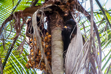 Monkey photographed in Linhares, Espirito Santo. Southeast of Brazil. Atlantic Forest Biome. Picture made in 2014.