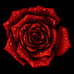 Red rose. Artistic, hand-drawn, color image of a red rose flower with drops of water on a black background.