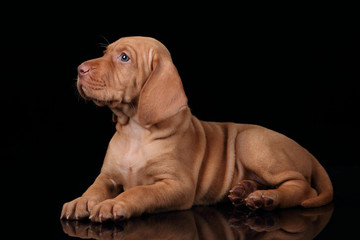 Cute Puppy Vizsla on black background
