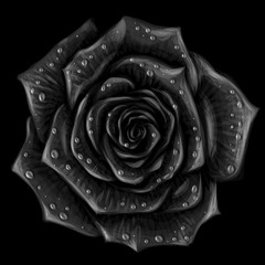  Black Rose. Artistic, hand-drawn, monochrome image of a black rose flower with drops of water on a black background.